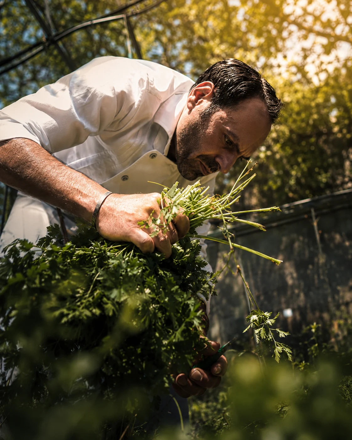 Pietro Parisi, cuoco contadino, al lavoro con erbe fresche